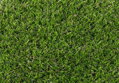 Travní koberec EASY LAWN CASTOR