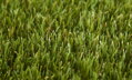 Travní koberec EASY LAWN DAISY